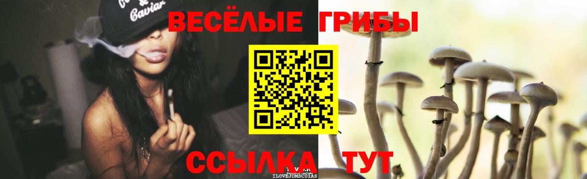 Галлюциногенные грибы Psilocybe Туапсе